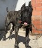 BOYKA DE KING ZULU