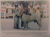 ENZO (1990)