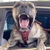 GUERRA DE EL MIKE KENNEL