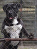 HARPIA DE BALUARTE DE LOS PERROS