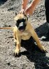 AQUILES M. R.