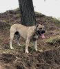 REMUS DE FUEGO DE VOLCANES