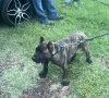 HADES M. R.