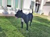 SHIBA DE CABEZA GRANDE
