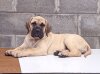 FIONA PERRO LOCO DE HIERRO