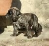 QUIN PERRO DE POR VIDA