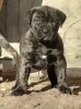 QUINTA PERRO DE POR VIDA