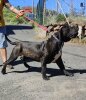 CONGO DE TENE DIAZ