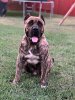 CHICAGO’S GLORY KENNEL BENJI
