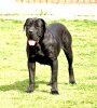 D - ALBA DOG PUR