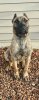BIGPAWLITTLEPAW DIESEL