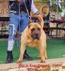 FIGO DE CASA COZMA KENNEL