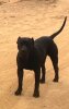 PUTIN DE JULIO ALVITES KENNEL'S