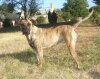 GITANE DES TERRES D’EUROPE