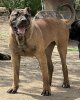 B’ LEONA DE KING ZULU
