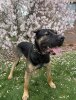 BISONTE DE KING ZULU