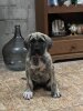 ARYA DA CASA MALLIK