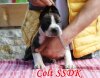 COLT SEVEN SHARKY DINASTY KENNEL