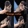ORANGE COLLAR