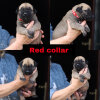 RED COLLAR
