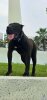 HALLEY PERRO LOCO DE HIERRO