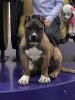 ASIO CHAJLLA PERRO DE PRESA