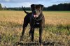PRESAGAUTE'S RUFUS