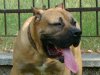 DIMAS DE BARNACAN BULL