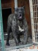 CHICA DE SPALATO BULL