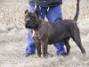 BOSS BULL CANARIO AZUMBA