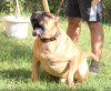 RAF DOG PUR