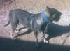 TROYA DE PERRO DE LA TIERRA
