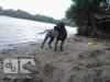 BOSS BULL CANARIO CORA (NINA)