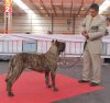 PAPAYA DE FENCING DOGS
