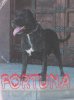 FORTUNA*