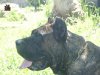 IGOR DE BARNACAN BULL