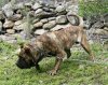 AIGOR DE CASA DEL PRESA