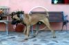MORO DE PERRO DE LA TIERRA
