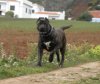 TARSO DE TAUCO