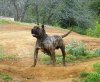 DO GALINEIRO BRUXHINA