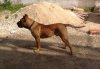HOOCH DE SPALATO BULL