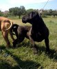 NERA DE SPALATO BULL