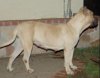DIAMOND DE ISORDIAS KENNELS