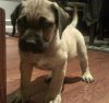 PORCHE DE TIGHTLINE (SASHA)