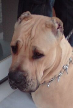 CHICO DE KING ZULU