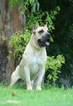 GUANCHO DE ETERNA PRIMAVERA
