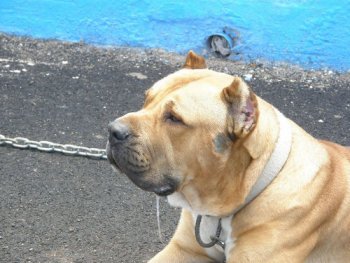 RUBIO DE PERRO DE LA TIERRA