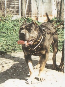 DANKO DE ATLAS ASIO