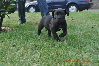 PRESA'S SPIRIT ARES