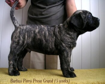 BARBUS PERRO PRESA GRAND